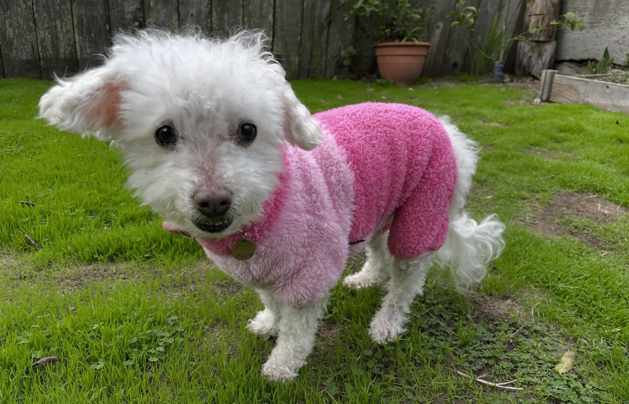 Lily the toy poodle made a big impact on her family. (Photo by Carina DeVera)
