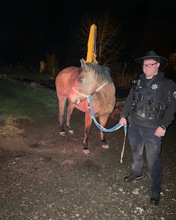 Sebastopol police assisted North Bay Animal Services with a horse rescue early Wednesday morning after the animal was found wandering near the roadway in the area of Bodega Avenue and Pleasant Hill Road during a winter storm. Officer Josiah Wotillo assisted with containing the animal until it was safely removed from the area.(Image courtesy of North Bay Animal Services/Facebook)

